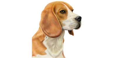 Beagle Canvas or Giclee Print